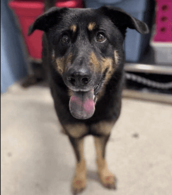 Dog Given To Shelter Because It s Gay WhyThePodcast